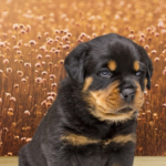 Female puppy top 100 Rottweiler names