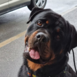 Getting to know Rottweilers breed: The Ultimate guide