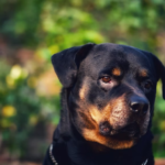 Train Rottweiler Puppy: Proven Tips for Success