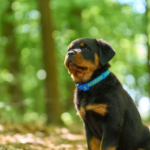 What is a Rottweiler puppies food menu
