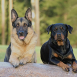German shepherd mating with Rottweiler - everything important to know