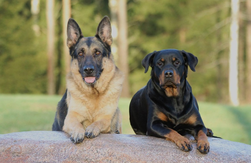 Expert Tips for German Rottweiler Training
