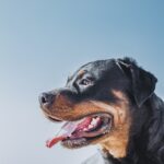 Good Dog Food for Rottweilers: Top Picks for a Balanced Diet