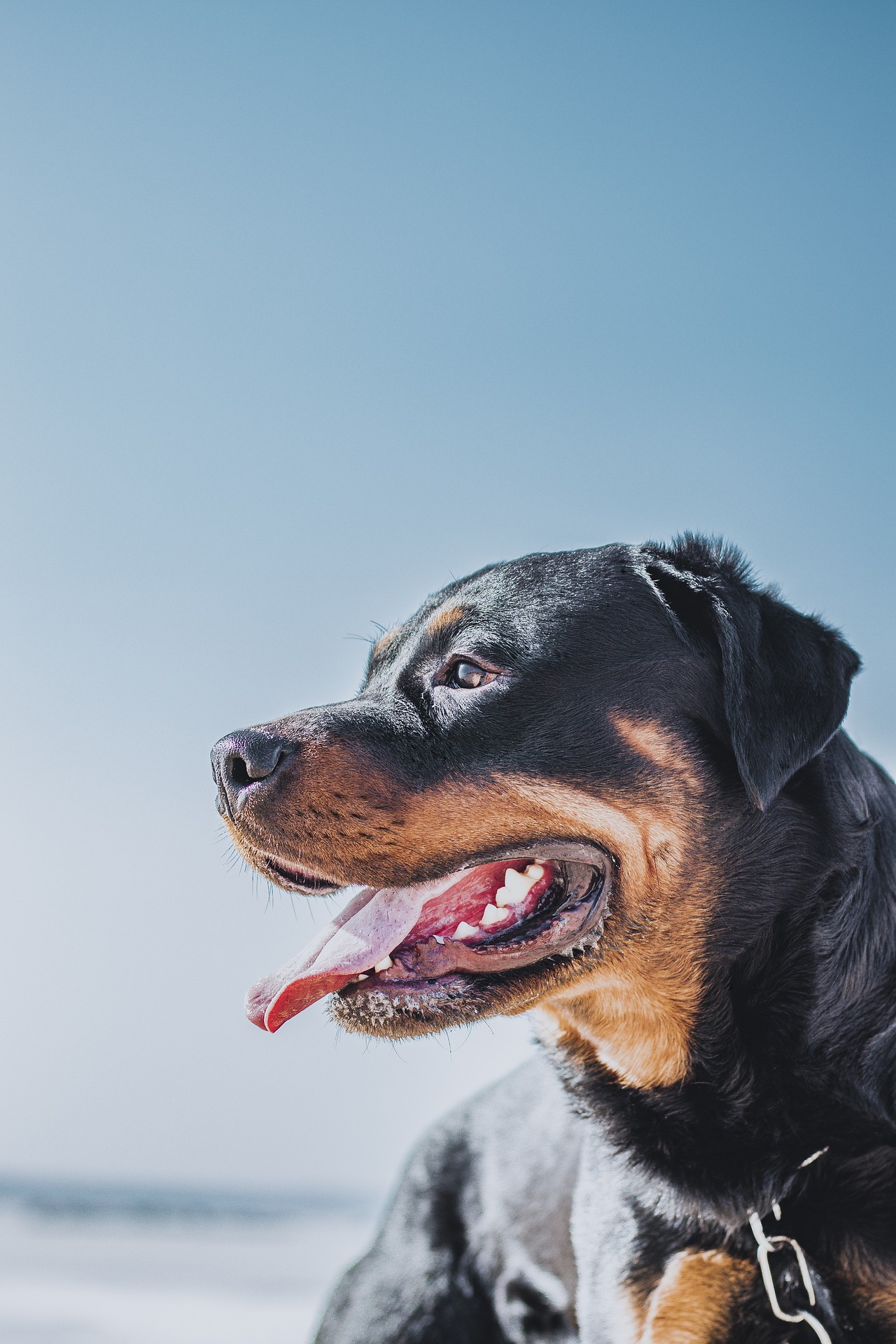 Good Dog Food for Rottweilers Top Picks for a Balanced Diet