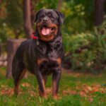 Guardian of the Home: Mastering the Art of Rottweiler Protection Training