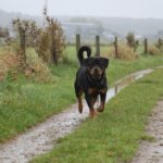 Healthy Dog Food for Rottweiler Puppies - Our Picks