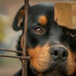 How To Deal With Rottweiler's Aggressive Behavior