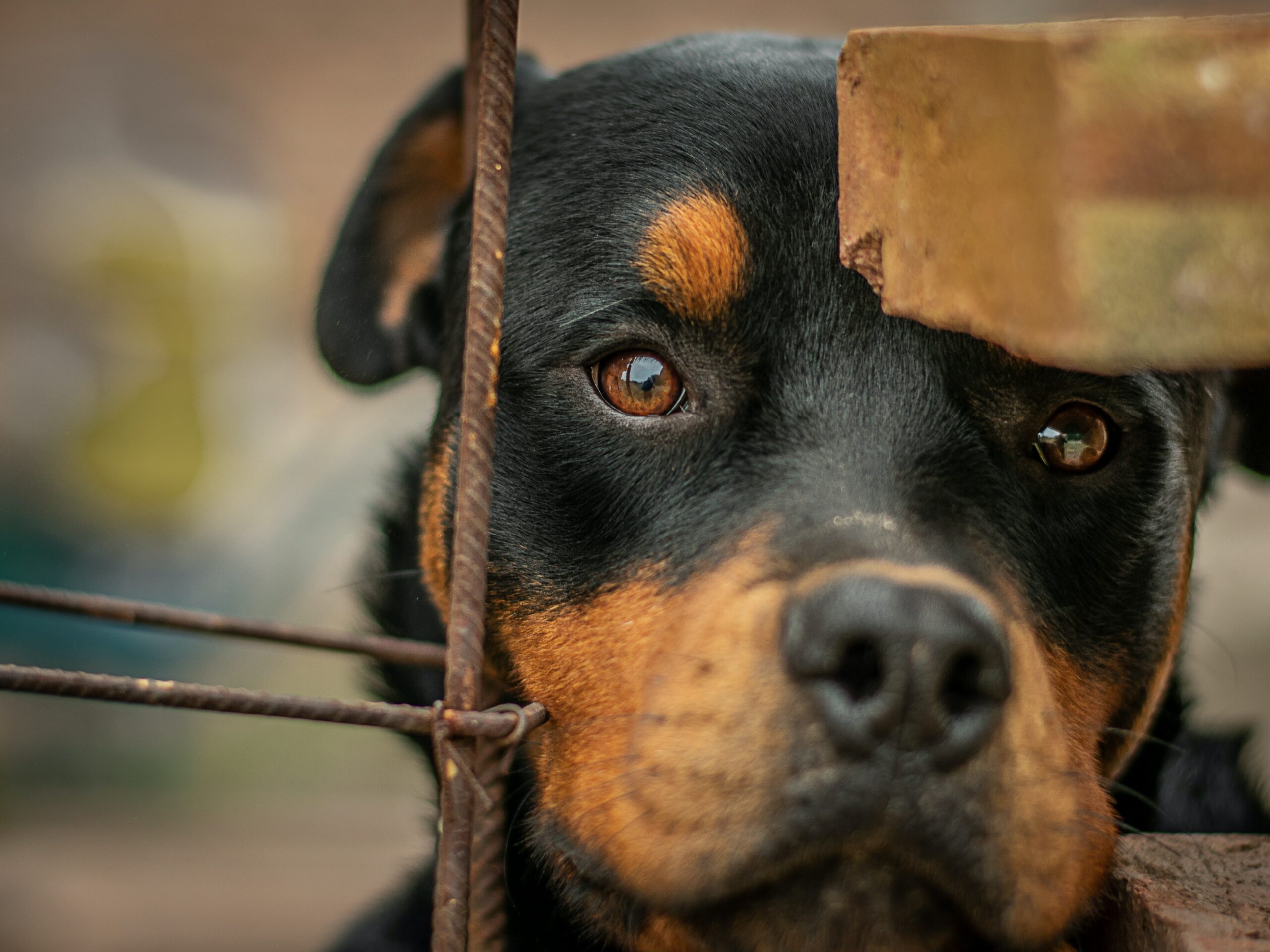 How To Deal With Rottweiler's Aggressive Behavior