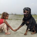 How To Train A Rottweiler? Best Rottie Training Guide