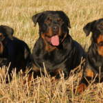 Best Rottweiler dog names that start with "D"