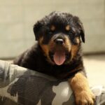 Is Training a Rottweiler Difficult Understanding the Breed