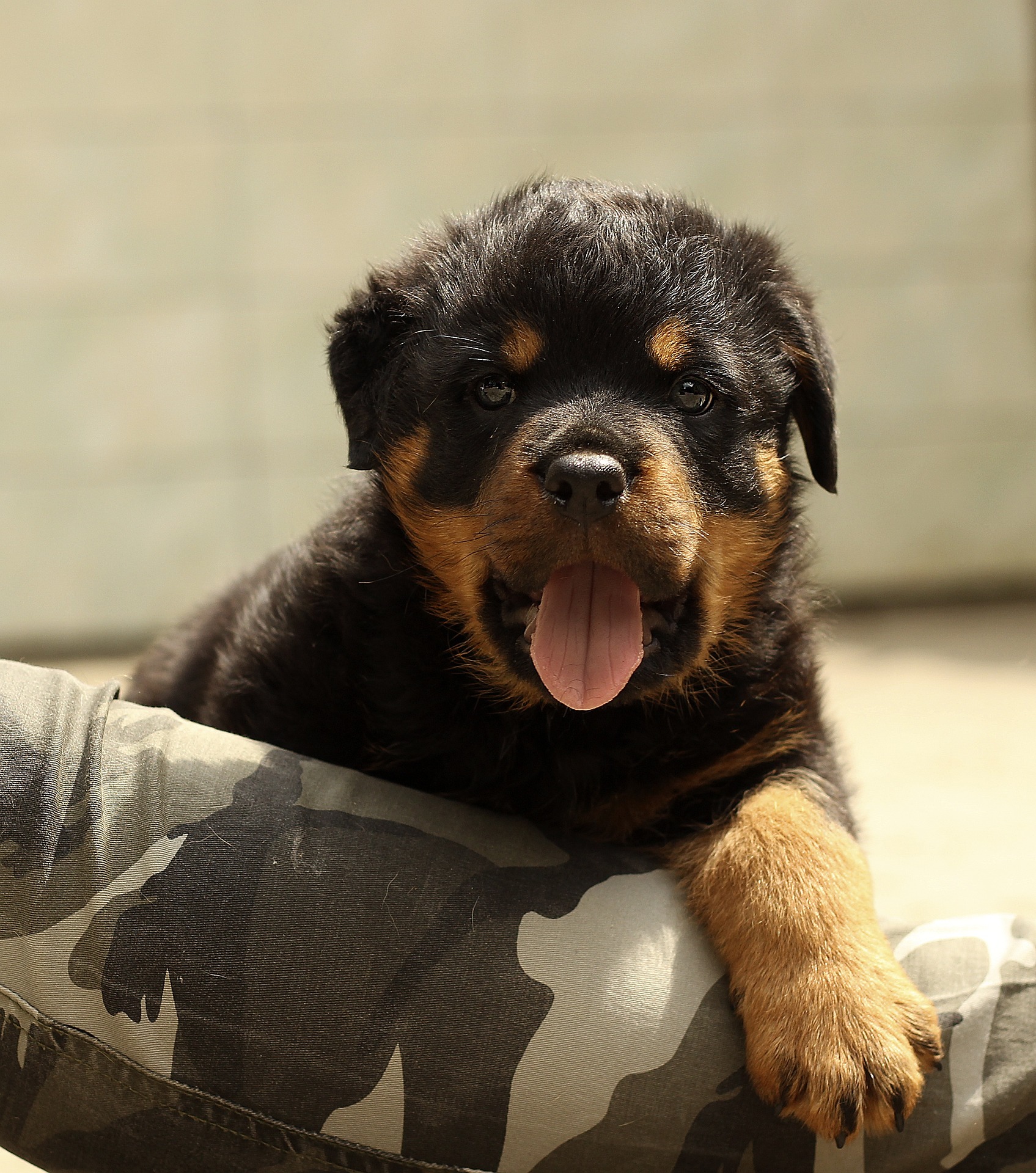 Is Training a Rottweiler Difficult Understanding the Breed