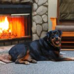 Rottweiler Behavior: How to Greet People Properly