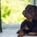 Learn how to get a bitch Rottweiler to care for puppies