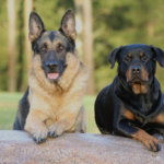 Popular German shepherd Rottweiler mix dog names