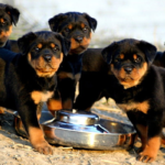 List on how to care for newborn Rottweiler puppies