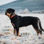 Managing Aggressive Rottweiler Behavior Understanding the Causes