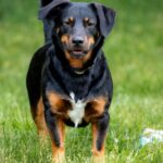 Managing Your 2-Year-Old Rottweiler's Behavior
