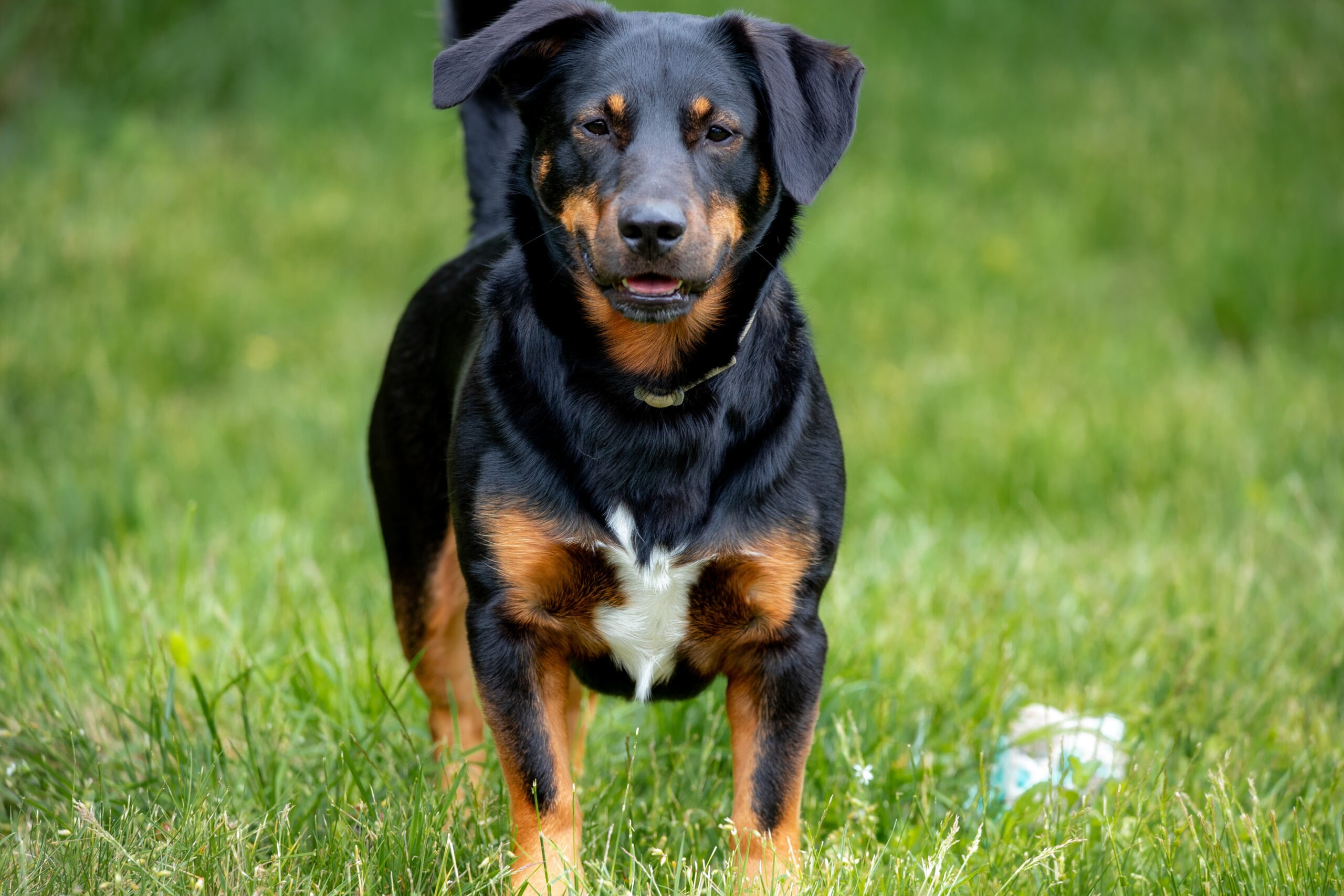 Find the Best Dog Food for Rottweilers: Top Picks & Reviews