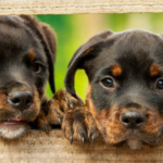 Male puppy top 100 Rottweiler names