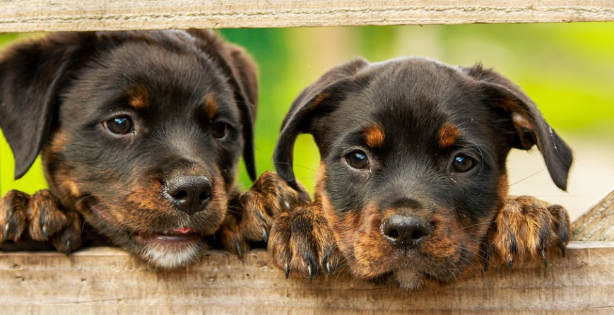 Train Your Rottweiler Puppy with Cesar Millan's Method