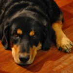 Nervousness in Rottweiler Foster Dogs: What to Know