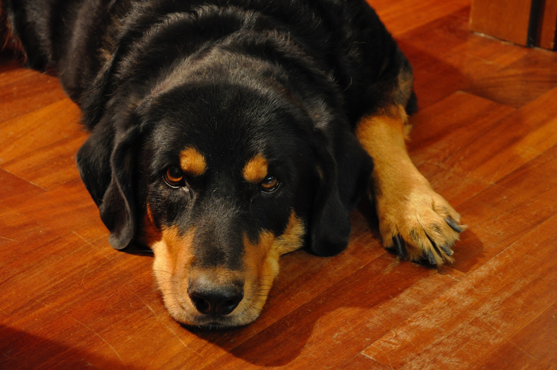 Nervousness in Rottweiler Foster Dogs What to Know
