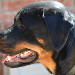 Popular cute names for a male Rottweiler