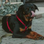 Rottweiler Behavior Issues: Why Is Your Rottie Not Paying Attention?