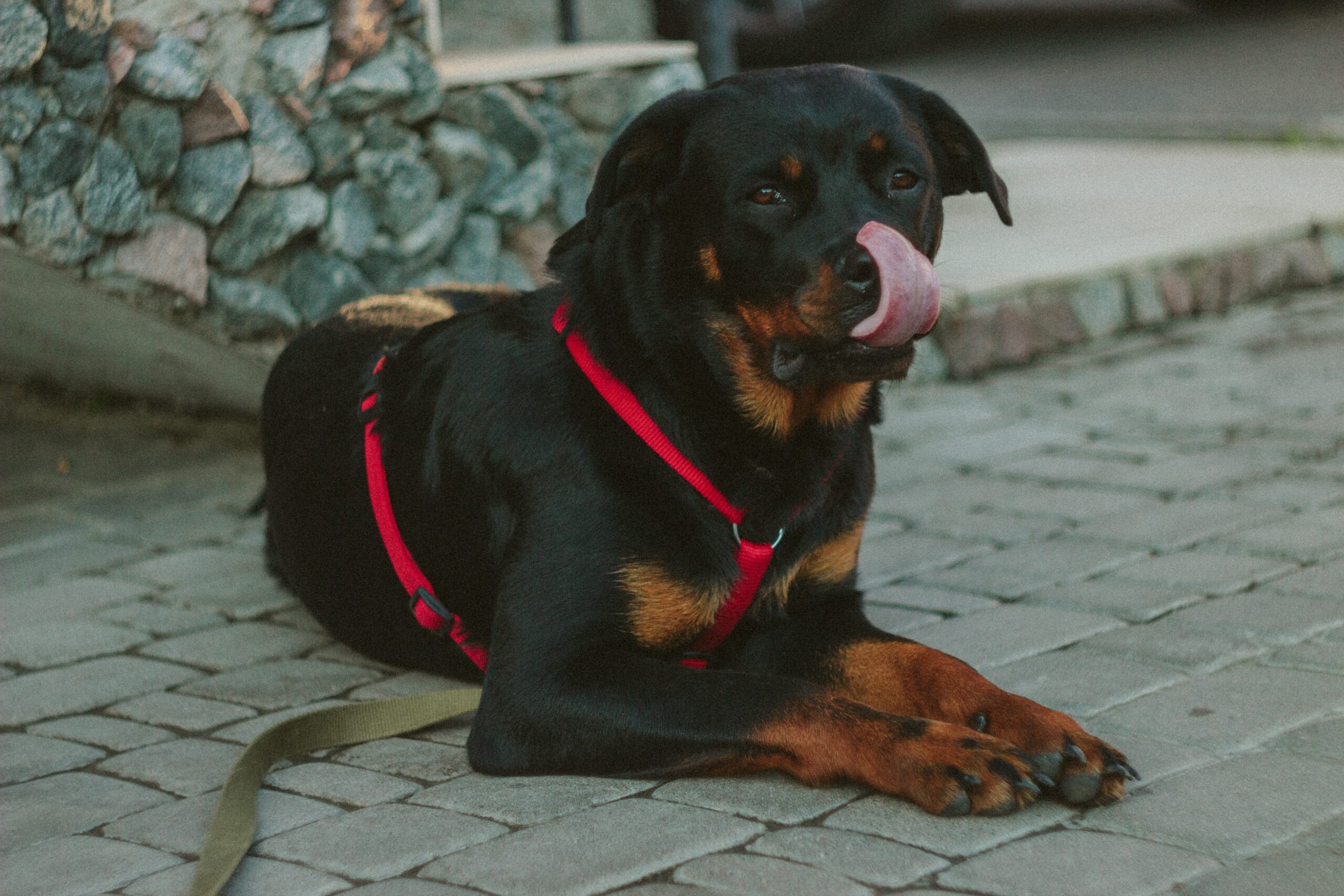 Rottweiler Behavior Issues Why Is Your Rottie Not Paying Attention