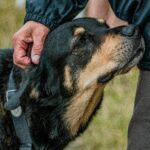 Rottweiler Behavior Problems: Solutions for Common Challenges