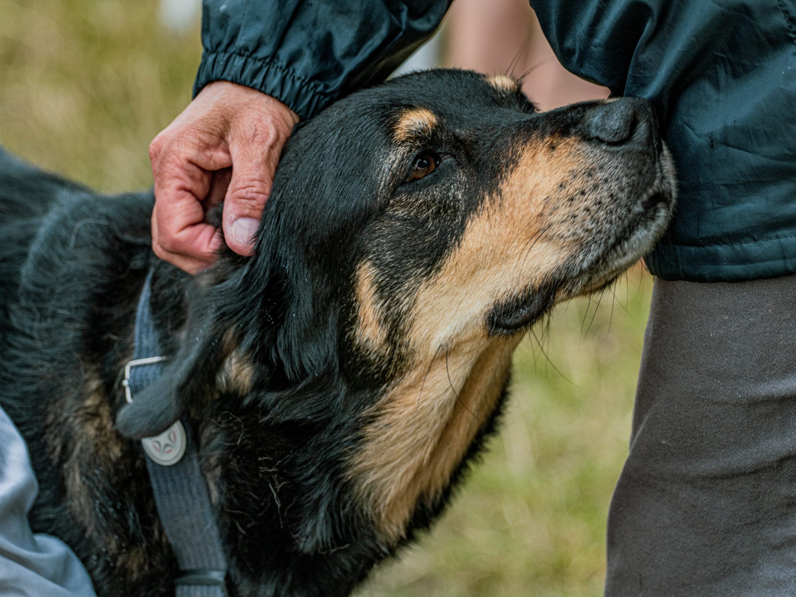 Rottweiler Behavior Problems Solutions for Common Challenges