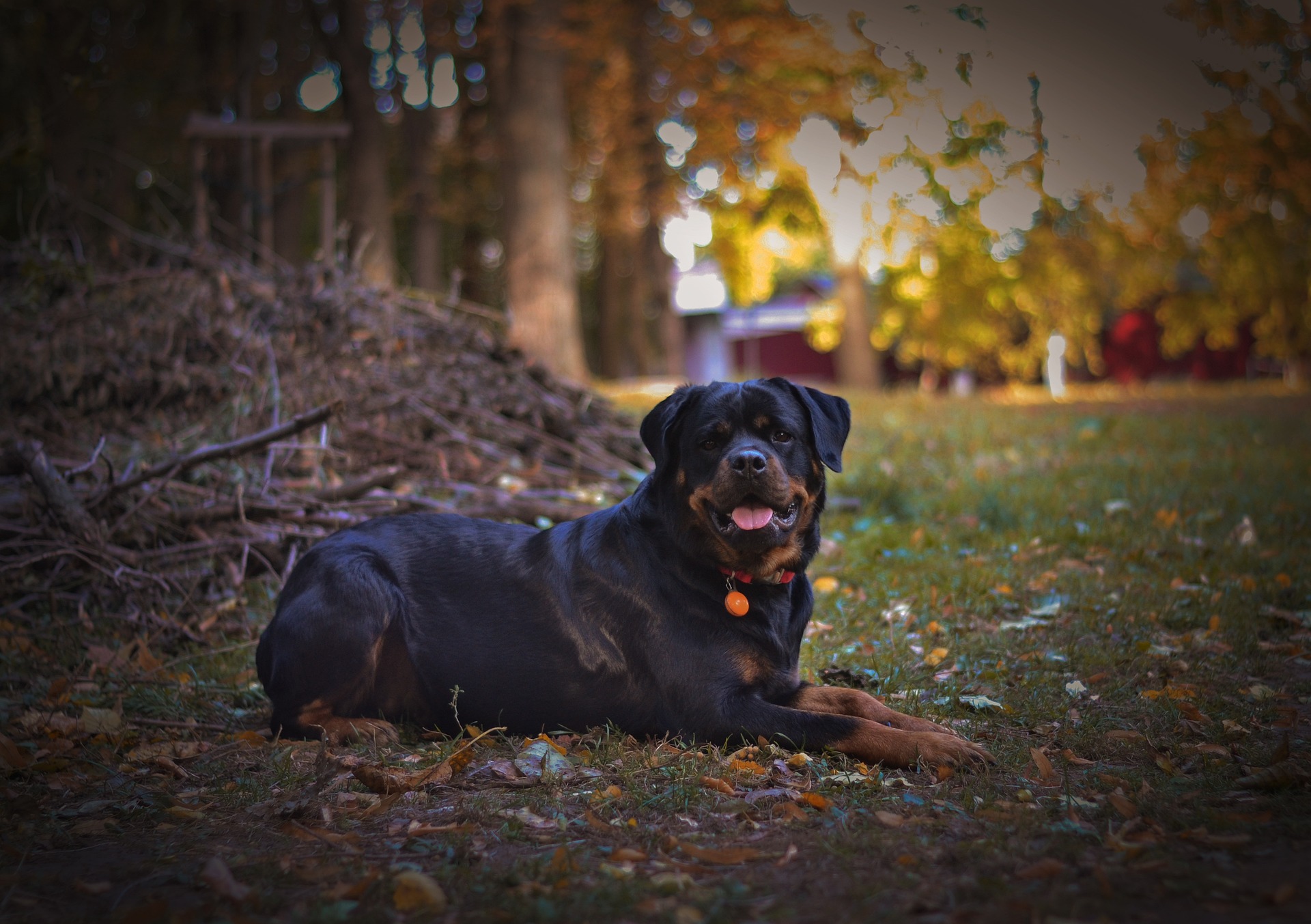 Rottweiler Female in Heat: How to Minimize Aggression & Anxiety