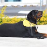 Rottweiler Food Calculator Perfect Portions