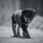 Rottweiler Puppy Behavior: Common Problems & Solutions