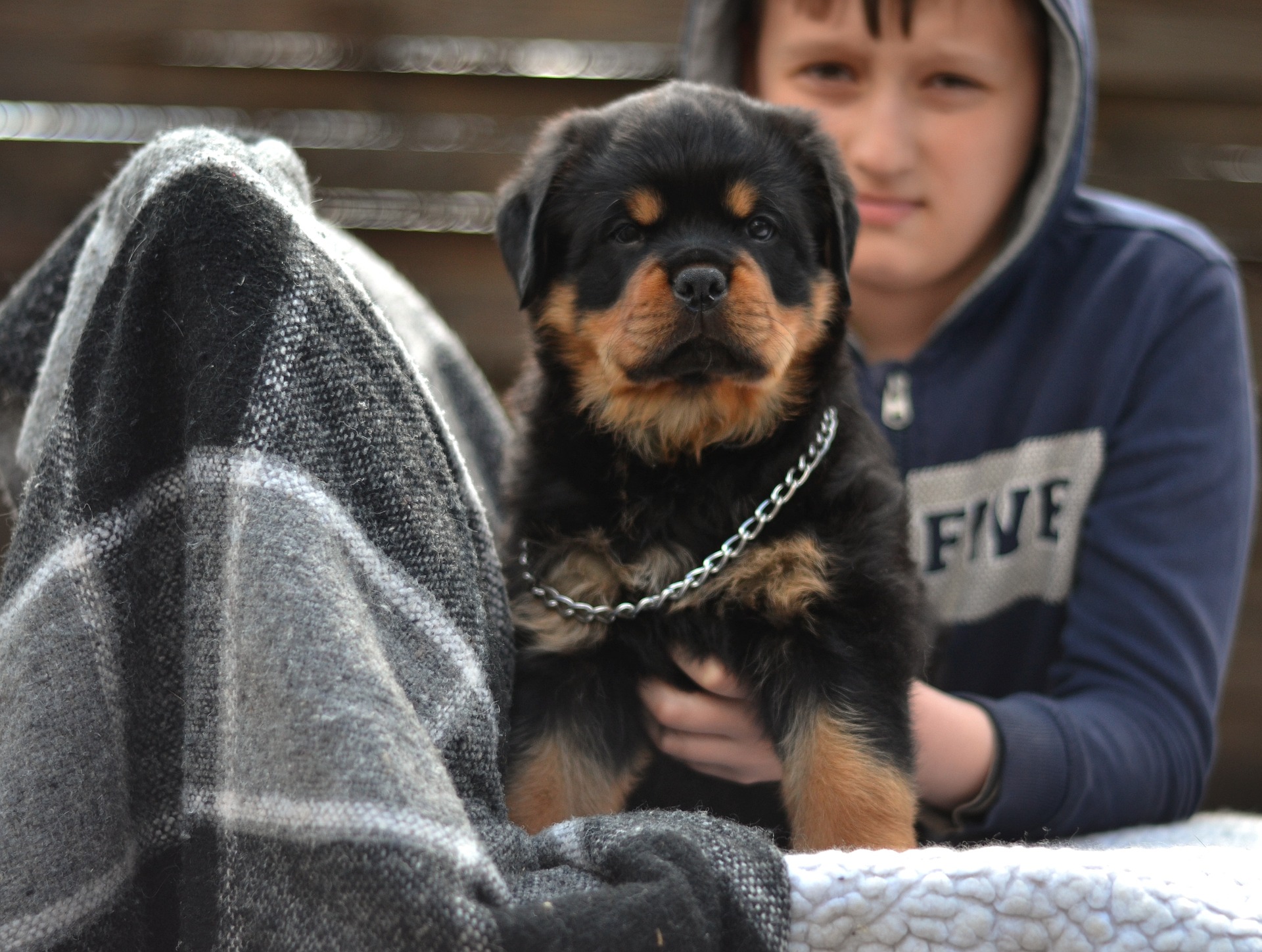 Rottweiler Puppy Training Age Matters