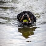 Rottweiler Training 5 Pro Tips for Success
