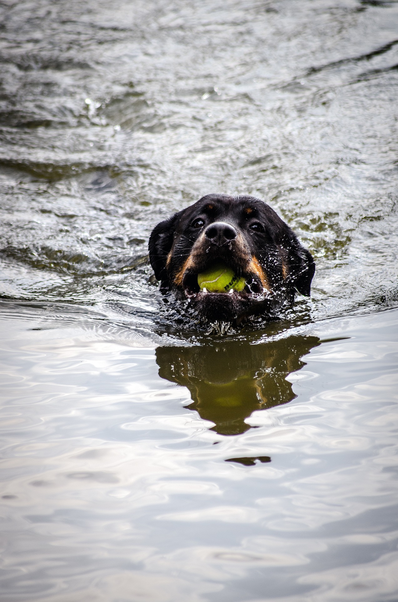 Rottweiler Training 5 Pro Tips for Success