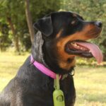 Rottweiler Training Secrets: Essential Tips for a Happy and Obedient Rottie