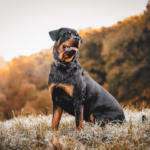 Rottweiler female for mating: the complete guide