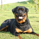 Rottweiler health insurance: Is it necessary?