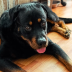 Rottweiler mating age - everything important to know