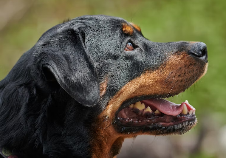 Rottweiler-products