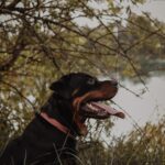 Shock Collar Training for Rottweilers: What to Consider