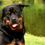 Some things you didn't know about Rottweiler mating season