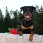 The Best Age to Begin Training Your Rottweiler Puppy