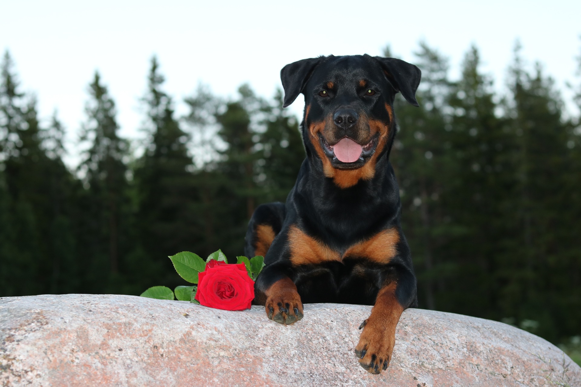 The Best Age to Begin Training Your Rottweiler Puppy