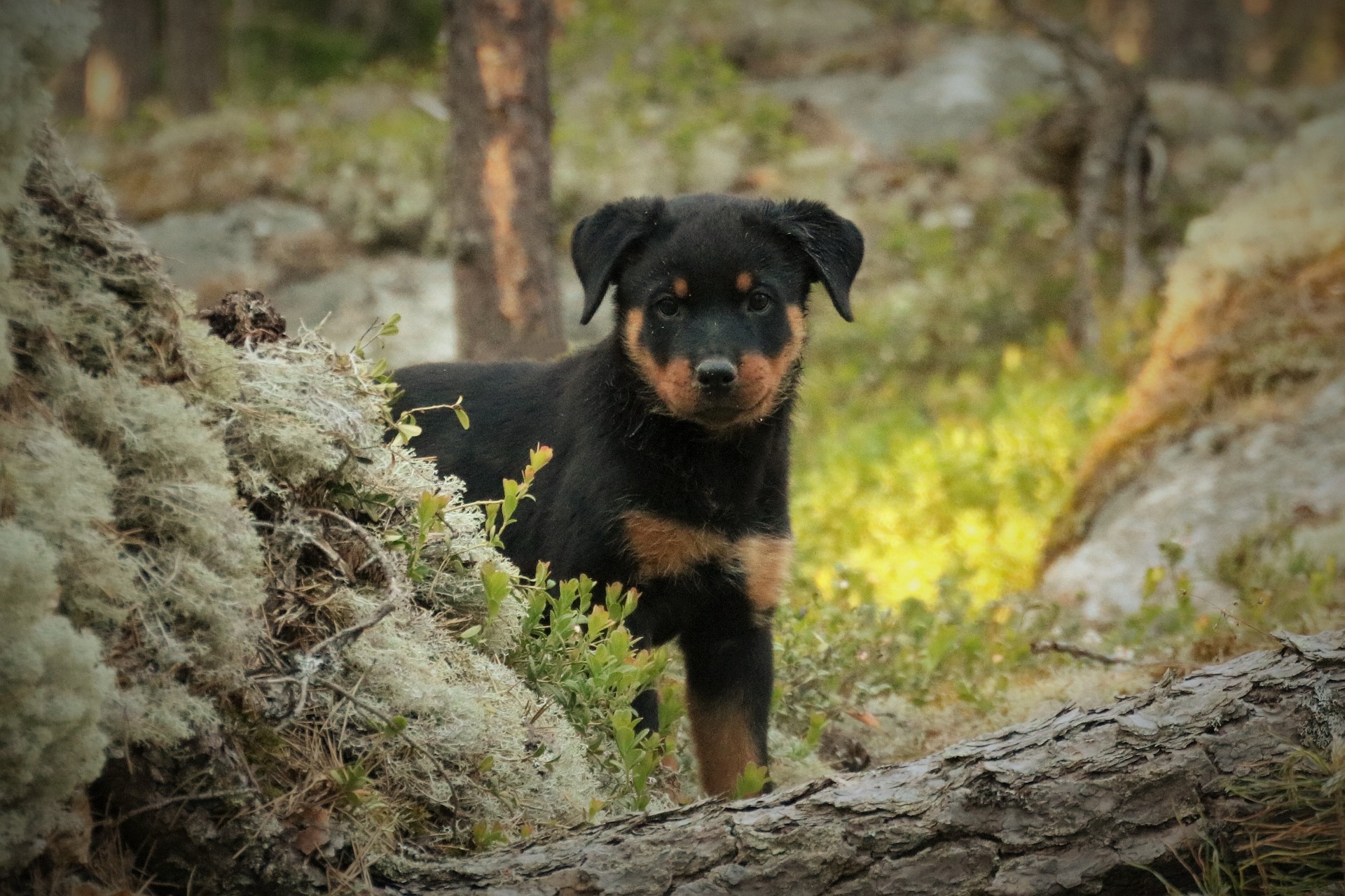 The Best Collars for Rottweiler Obedience