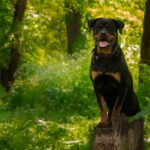 The Best Dog Food For Rottweiler Weight Gain: Strong And Alert Rottie