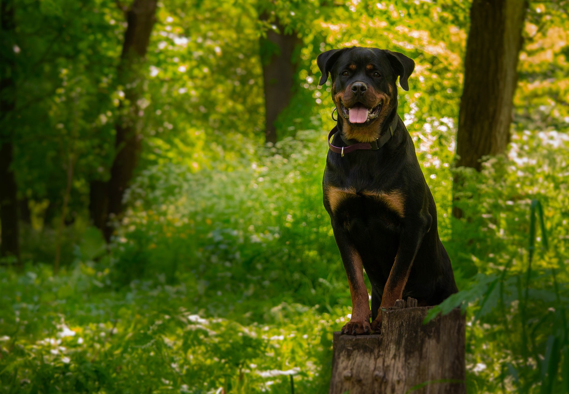 The Best Dog Food For Rottweiler Weight Gain Strong And Alert Rottie